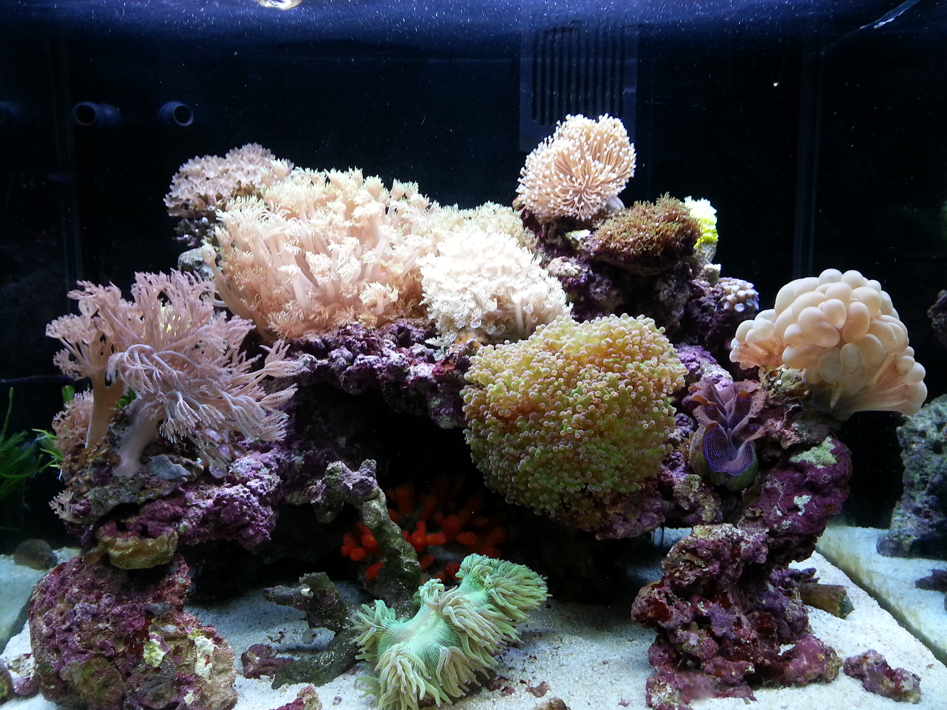 サンゴ水槽