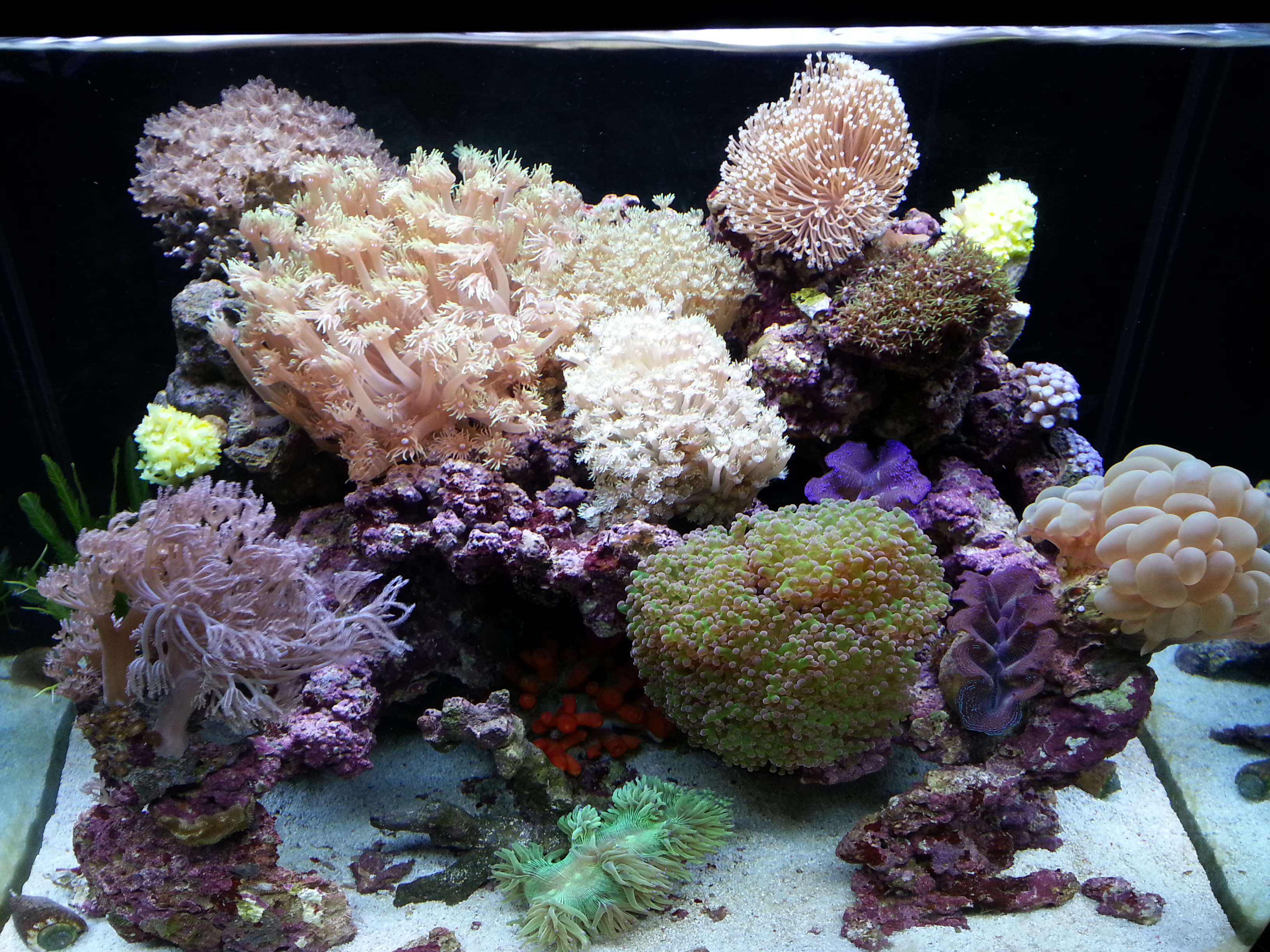 サンゴ水槽