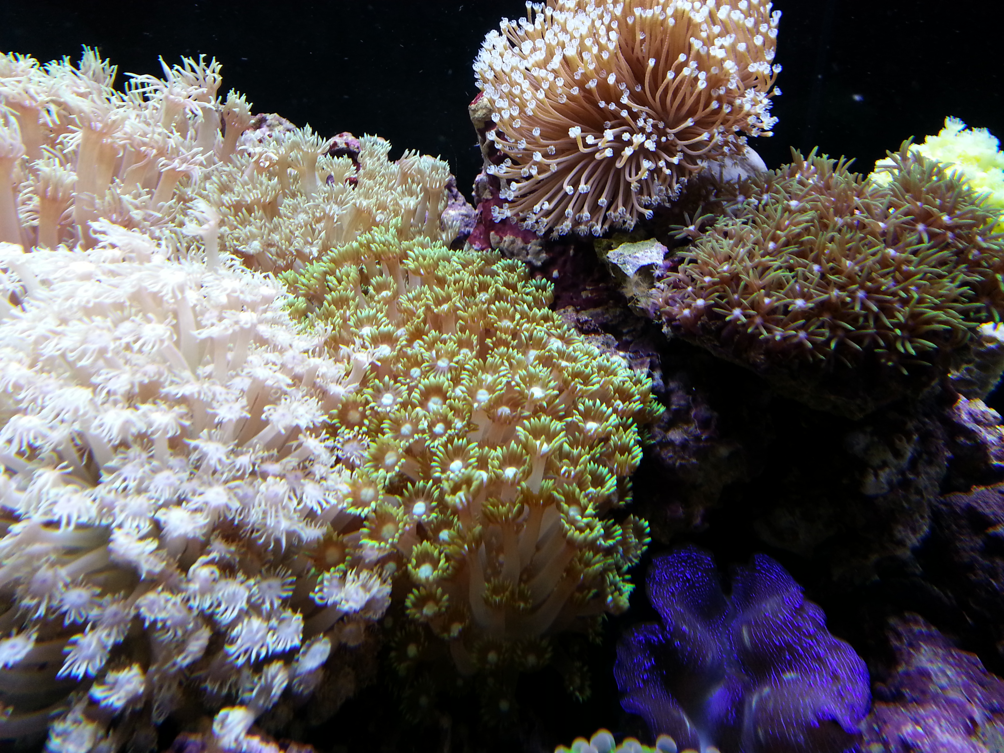ハナガササンゴ